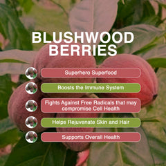 Blushwood-Kakadu-Pomegranate-Blueberry Everyday Tincture